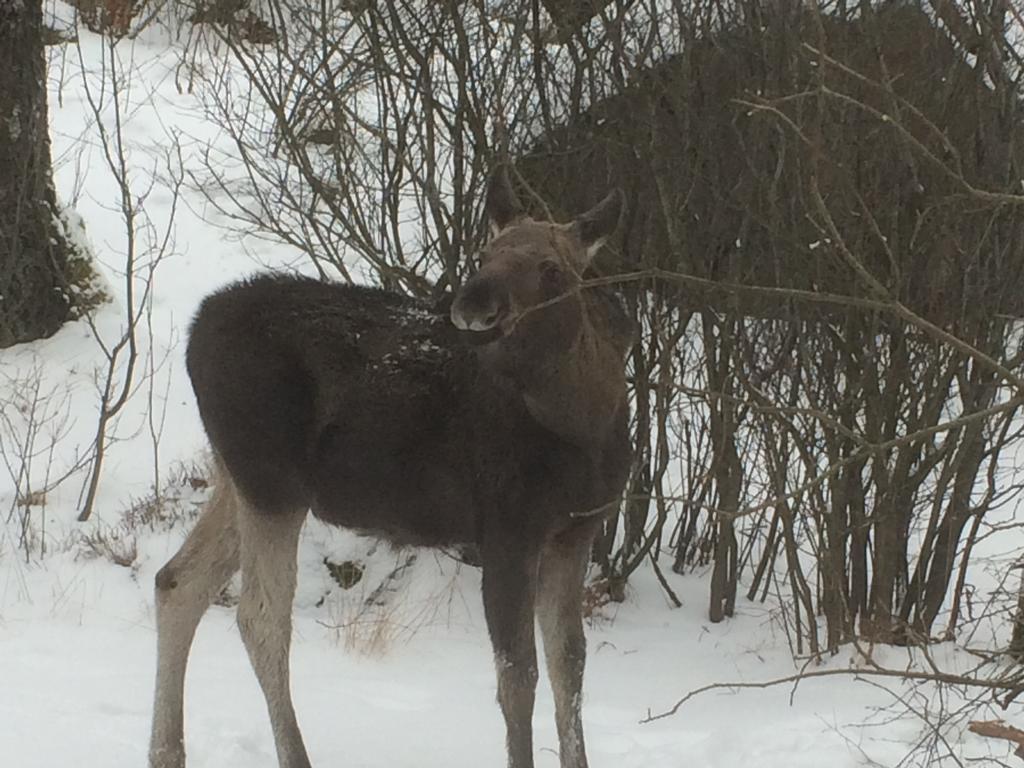 Tallhoejden Hotel & Cottage Lodge Simlångsdalen エクステリア 写真